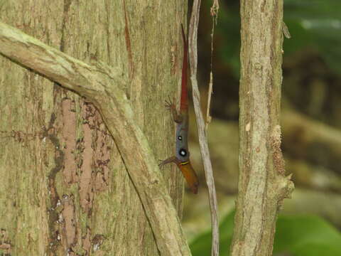 Image de Gonatodes ocellatus (Gray 1831)