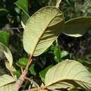 Image of Monotes madagascariensis Humbert