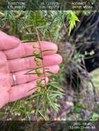 Image de Leucopogon propinquus R. Br.