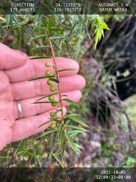 Image of Leucopogon propinquus R. Br.