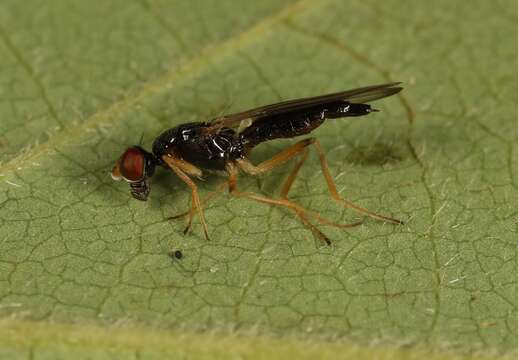 Image of Strongylophthalmyia ustulata (Zetterstedt 1847)