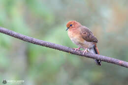 Image of Blue-eyed Ground Dove