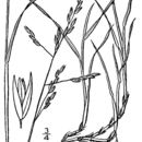 Image of Fisher's tundragrass
