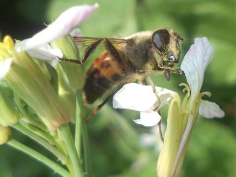 Image of drone fly