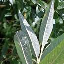 Salix smithiana Willd.的圖片