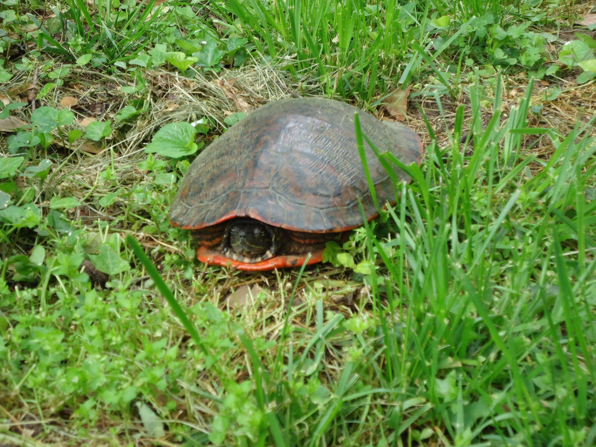 Pseudemys rubriventris (Le Conte 1830) resmi