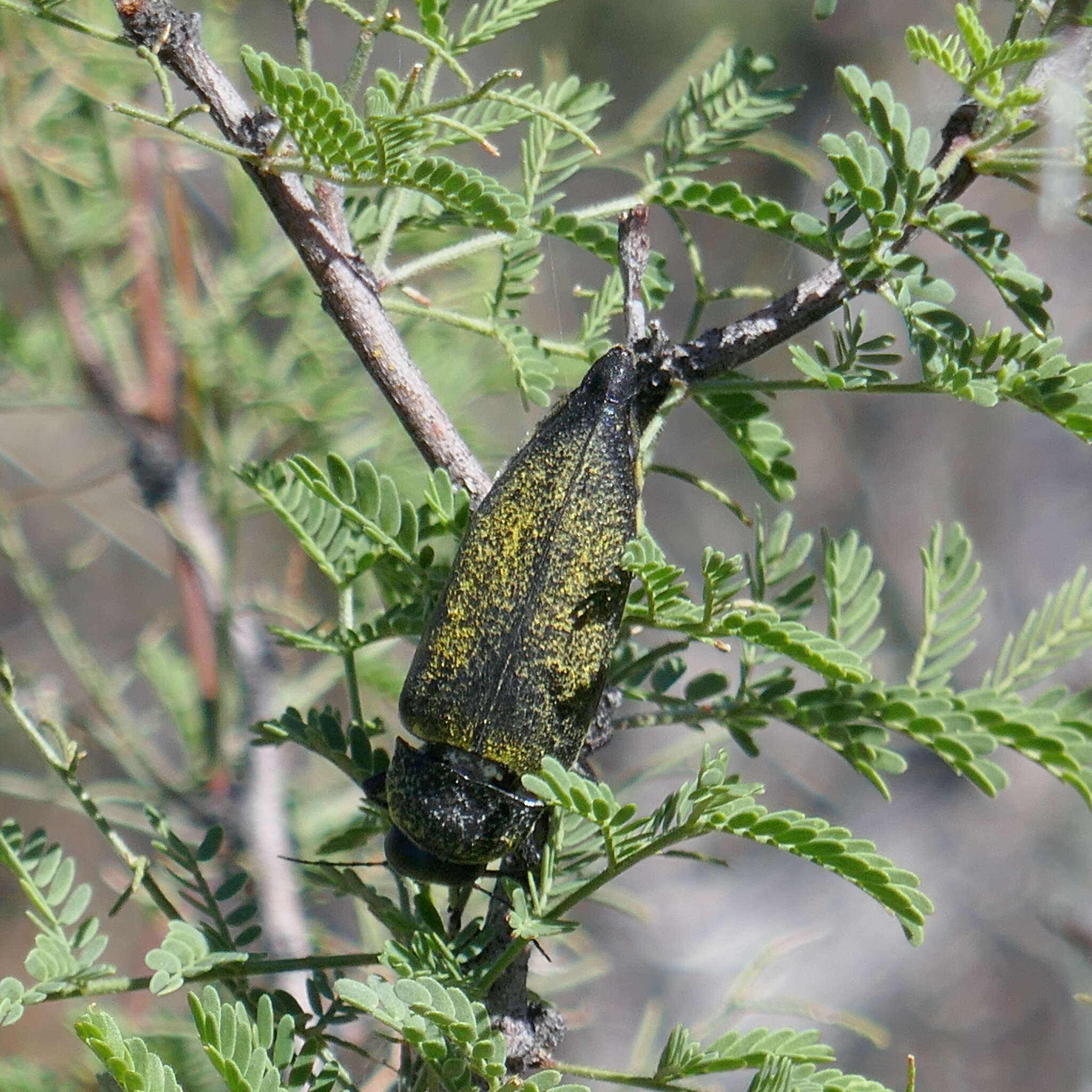 صورة Gyascutus caelatus (Le Conte 1858)