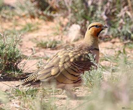 Image of Pin-tailed Sandgrouse