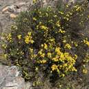 Image of Arrowsmithia tenuifolia (M. D. Hend.) N. G. Bergh