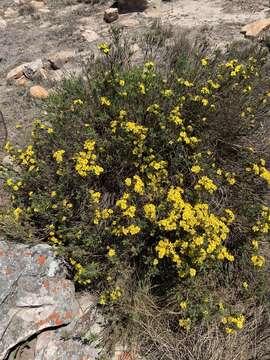 Arrowsmithia tenuifolia (M. D. Hend.) N. G. Bergh resmi