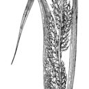Image of creeping river grass