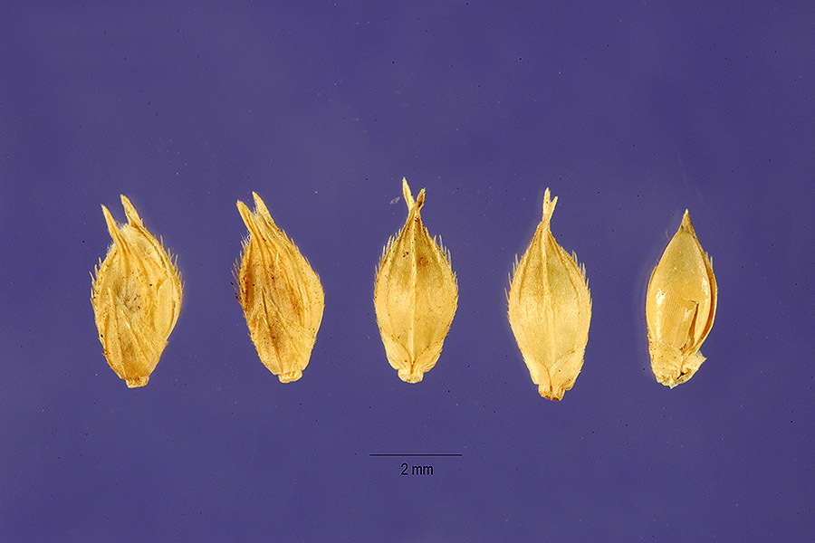 Echinochloa pyramidalis (rights holder: "<a href=""http://www.ars.usda.gov/main/site_main.htm?modecode=12-75-39-00"">ARS Systematic Botany and Mycology Laboratory</a>. Angola, Loanda.")