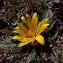 Image of Knowltonia integrifolia (DC.) Christenh. & Byng
