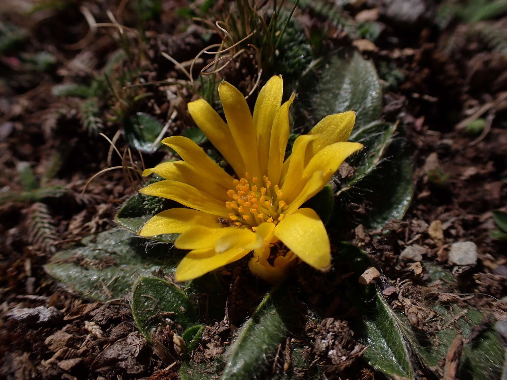 Image of Knowltonia integrifolia (DC.) Christenh. & Byng