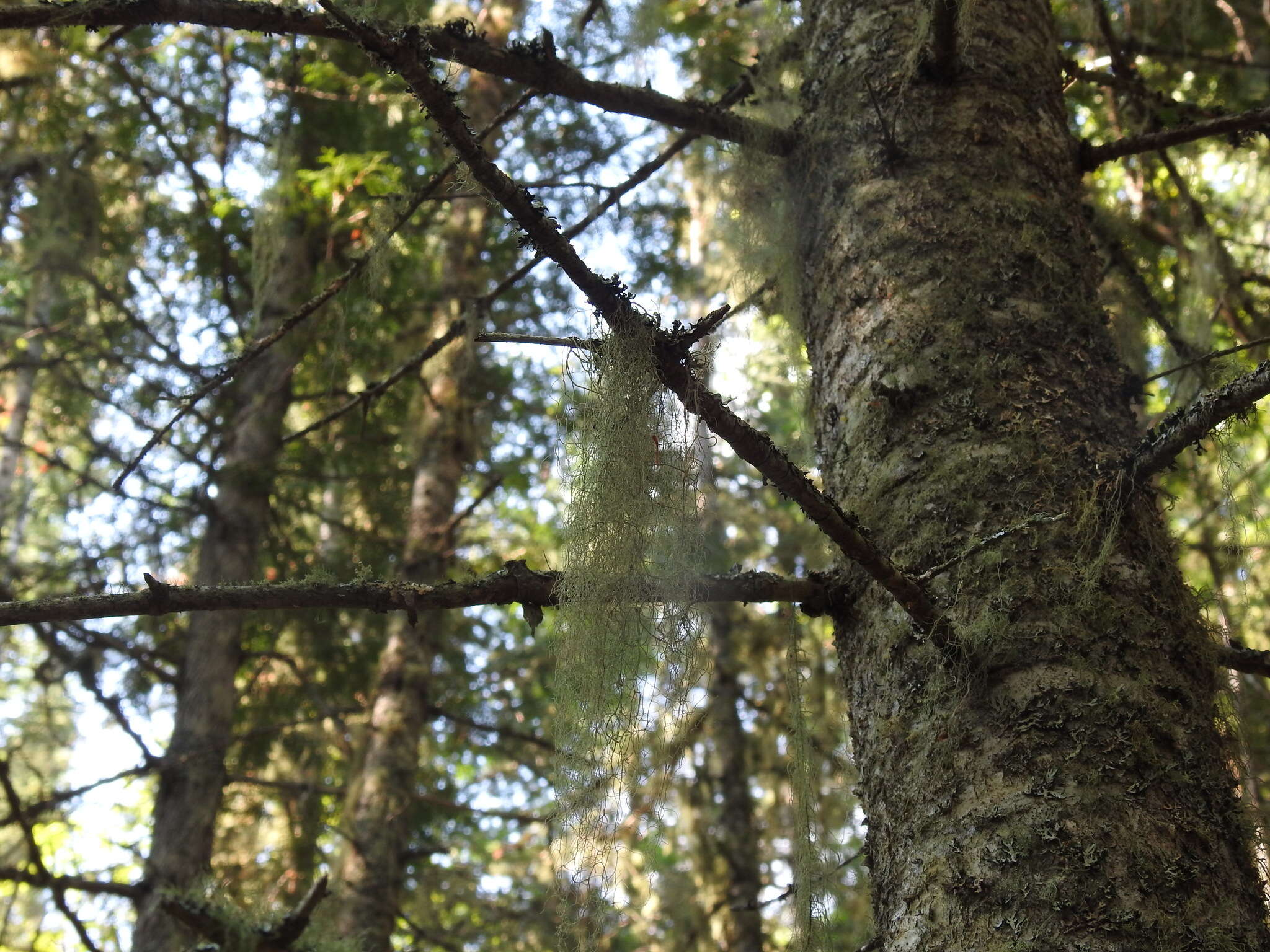 Image of cavern beard lichen