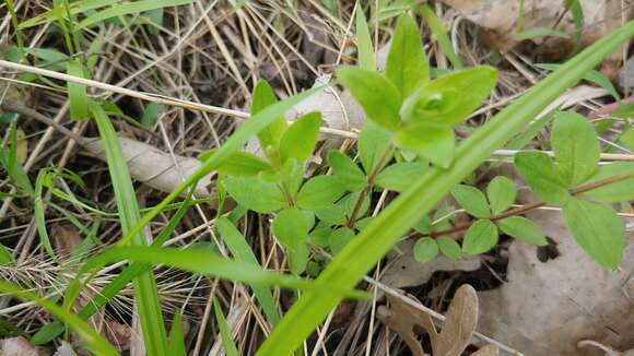 Image of licorice bedstraw