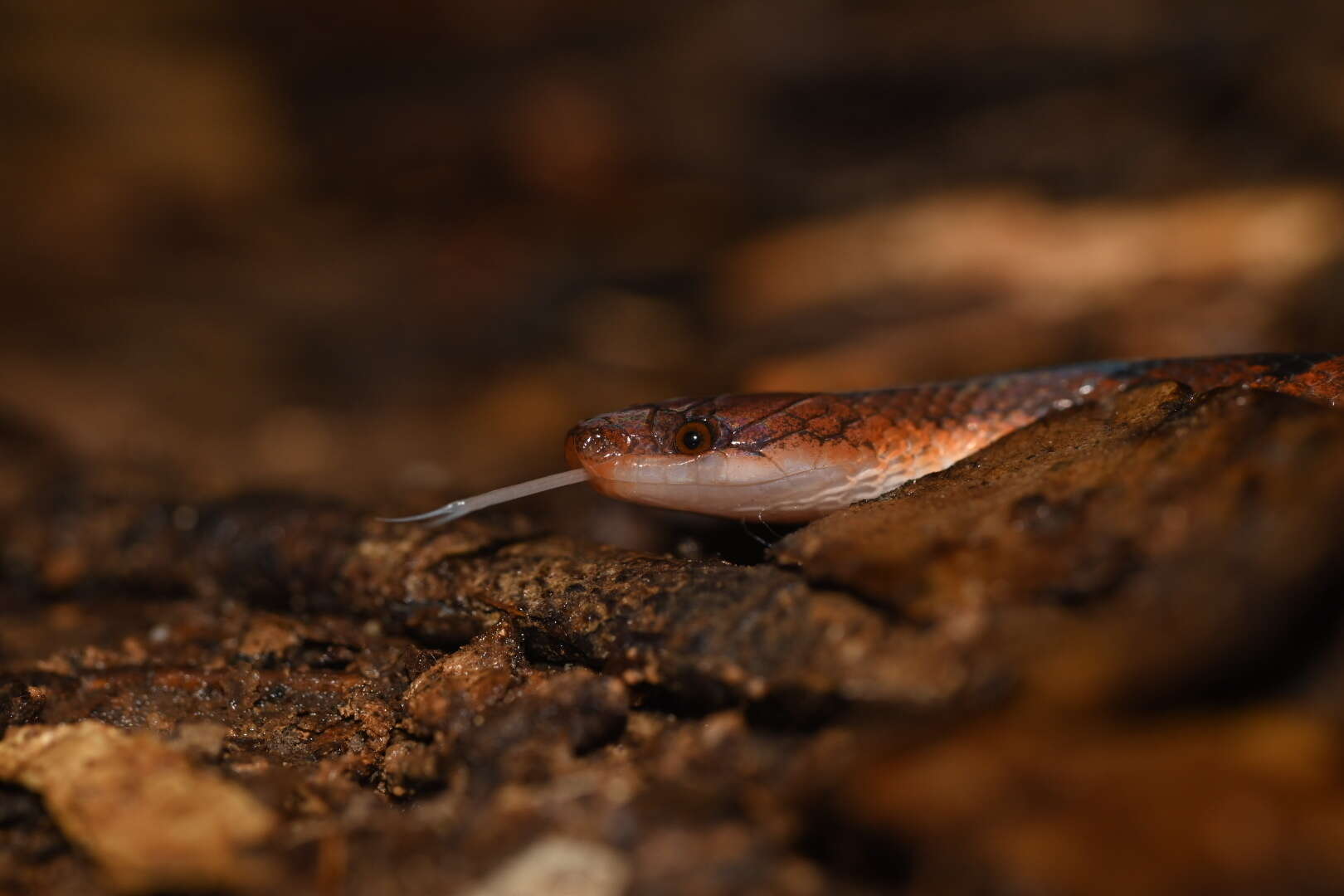 Image of Xenopholis Peters 1869