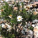 Image of Chiliotrichum rosmarinifolium Less.