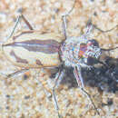 Image of Cicindela (Cicindela) limbata nympha Casey 1913