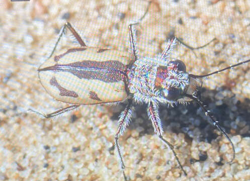 Image of Cicindela (Cicindela) limbata nympha Casey 1913