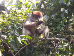 Image of Ashy Red Colobus