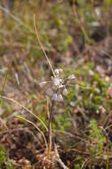 Image of Allium podolicum Blocki ex Racib. & Szafer