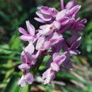 Image of Orchis laeta Steinh.