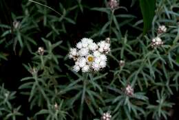 Image of Mount Yushan Pearly Everlasting