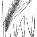 Image of Elymus canadensis L.