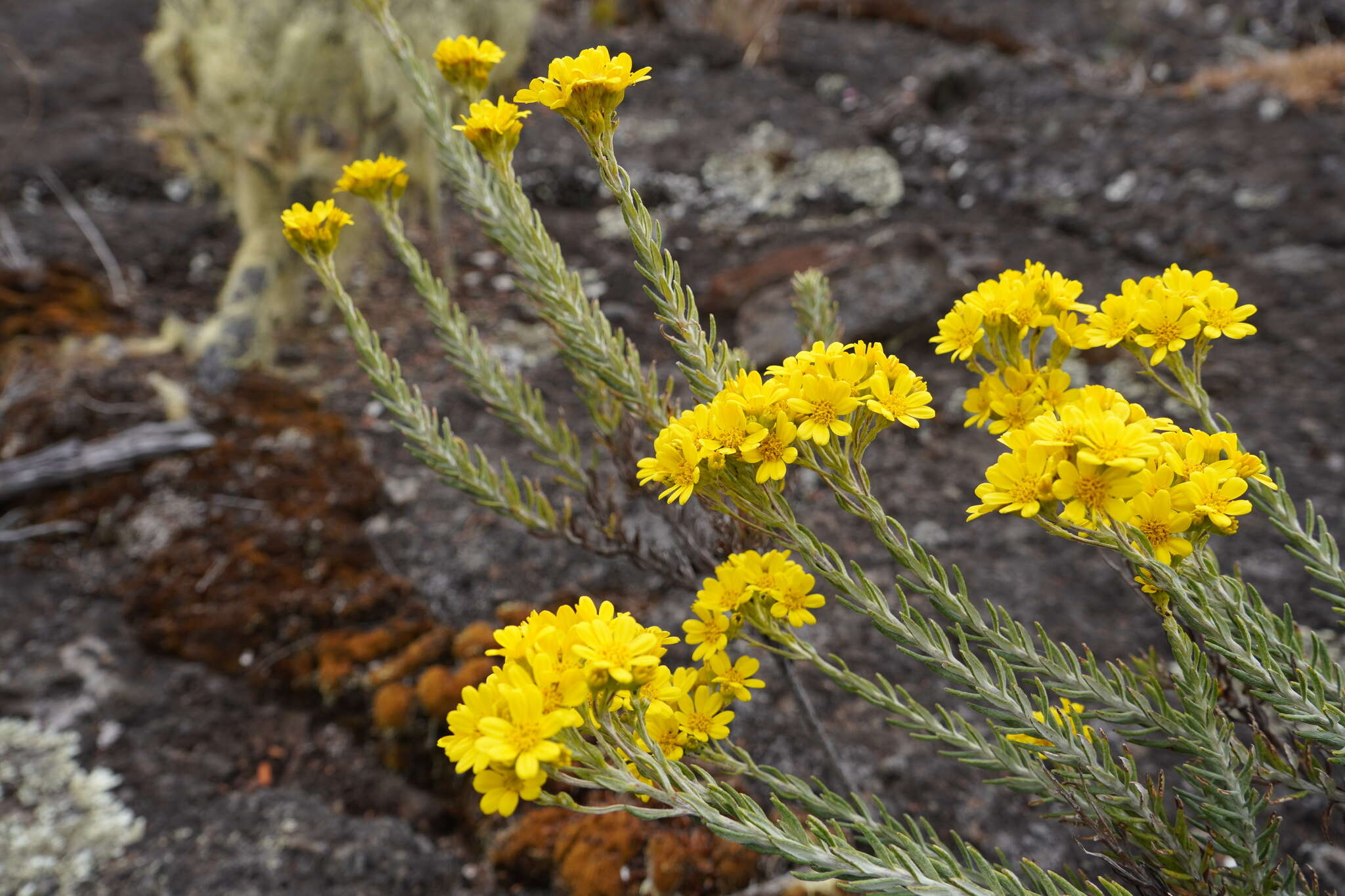 صورة Hubertia tomentosa var. conyzoides (Bory) C. Jeffrey