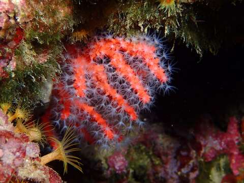 Image of Red coral