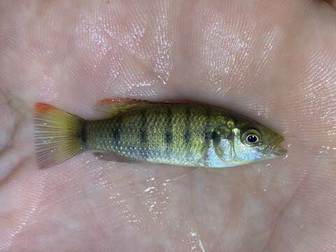 Image of Banded jewel cichlid