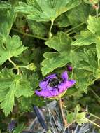 Image of <i>Bombus pascuorum mniorum</i> Fabricius 1776