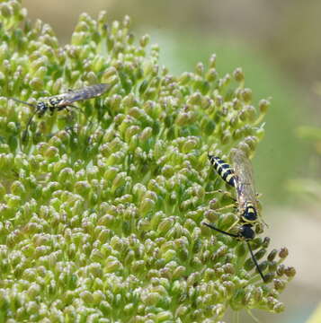 Myzinum frontalis (Cresson 1875)的圖片