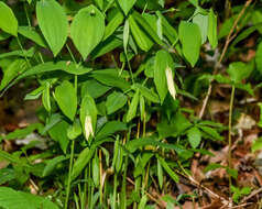 Image of largeflower bellwort