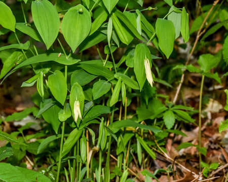 Image de Uvularia grandiflora Sm.