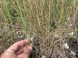 Image de Schizachyrium rhizomatum (Swallen) Gould