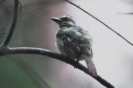 Image of Golden-crowned Flycatcher