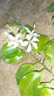 Humbertioturraea rhamnifolia (Baker) M. Cheek的圖片