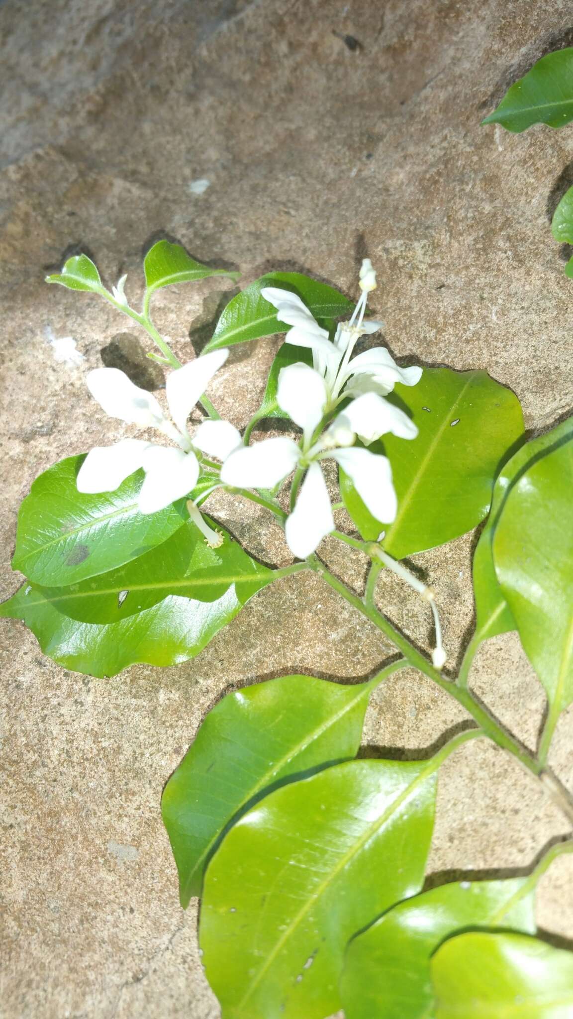 Image of Humbertioturraea rhamnifolia (Baker) M. Cheek