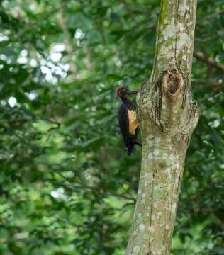 Image of White-bellied Woodpecker