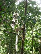 Image of Silky Sifaka