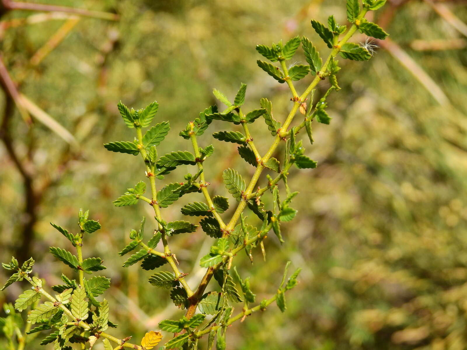 Image of Larrea nitida Cav.