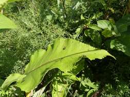 Image of Inula racemosa Hook. fil.