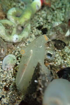 Image of Sea squirt