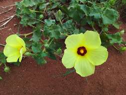 Image of Hibiscus schinzii Gürke ex Schinz