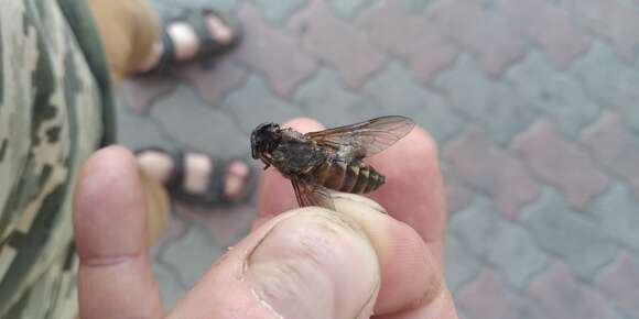 Tabanus bovinus Linnaeus 1758 resmi