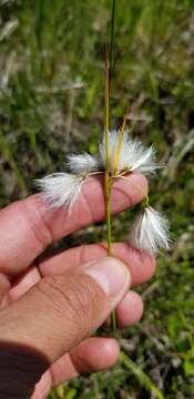 Image of Green-keeled cottongrass