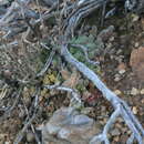 Image of Ceropegia geminata subsp. geminata
