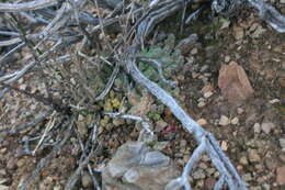 Image of Ceropegia geminata subsp. geminata